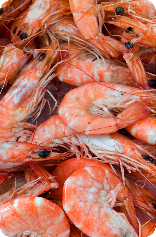 shrimp shrimp